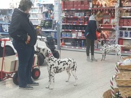 Fee Amilia vom Hause Fiedanu „Mia“